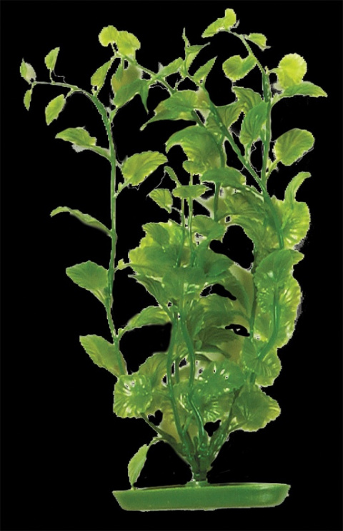 Rostlina Marina Cardamine 30cm