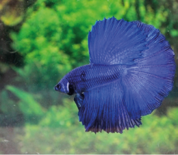 Bojovnice pestrá - Betta splendens Super Delta 5cm