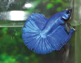 Bojovnice pestrá - Betta splendens Half Moon 5cm