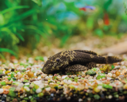 Krunýřovec - Ancistrus species
