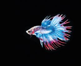 Bojovnice pestrá - Betta splendens Crowntail 5cm