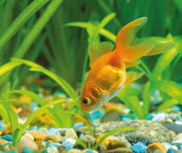 Závojnátka čínská - Carassius auratus l.f. mix 5cm