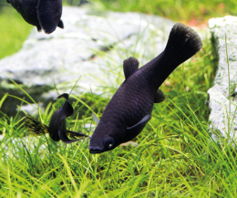 Živorodka ostrotlamá Poecilia sphenops black molly 4cm