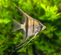 Skalára amazonská - Pterophyllum scalare XL 5,5cm