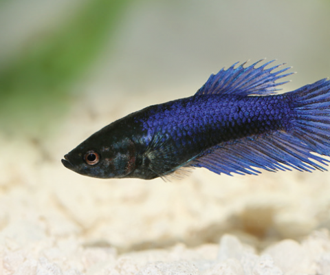 Bojovnice pestrá - Betta splendens samice title=