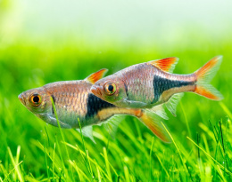 Razbora klínoskvrnná - Rasbora heteromorpha 2,5cm