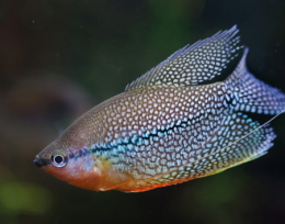 Čichavec perleťový - Trichogaster leeri 4,5cm