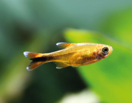Tetra měděná - Hasemania nana /marginata/ 2,5cm