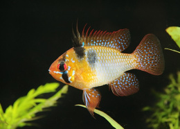 Cichlidka Ramirezova - Papiliochromis ramirezi 3,5cm