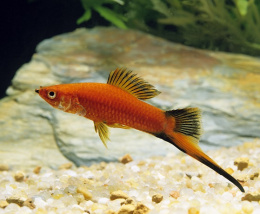 Mečovka mexická - Xiphophorus helleri mix L 5cm