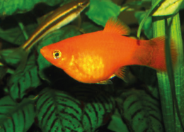 Plata skvrnitá korálová - Xiphophorus maculatus koral