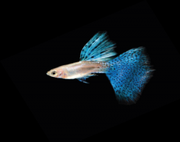 Paví očko modré - Poecilia ret. Male samec 3cm
