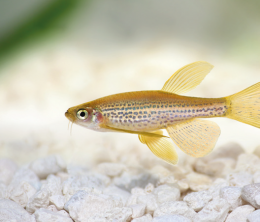 Dánio tečkované dlouhoploutvé - Brachydanio frankei-long fin 3cm