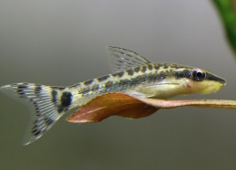 Krunýřovec jednopruhý - Otocinclus affinis