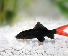 Parmička červenoocasá - Labeo bicolor 4,5cm