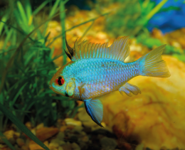 Cichlidka Ramirezova Electric blue - Papiliochromis ramirezi eletric blue