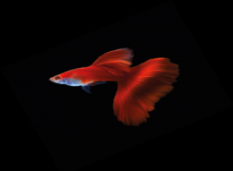 Paví očko červené - Poecilia ret. Red samec 3cm