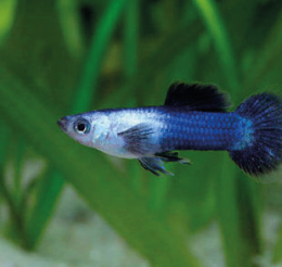 Paví očko modré - Poecilia ret. Female Blue samice 3cm