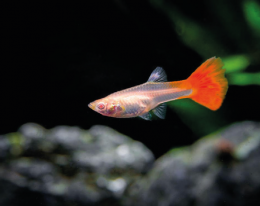 Paví očko červené - Poecilia ret. Female Red samice 3cm