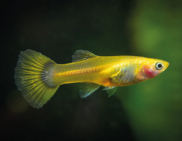 Paví očko žluté - Poecilia ret. Female Yelow samice 3cm