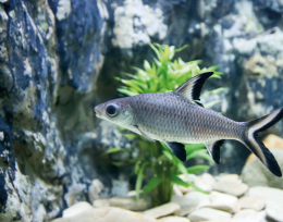 Parmička žraločí - Balantiocheilus melanopterus 5cm