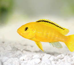 Tlamovec černoploutvý - Labidochromis yellow