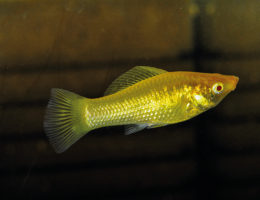 Živorodka ostrotlamá Gold Tuxedo - Poecilia shenops gold tuxedo molly