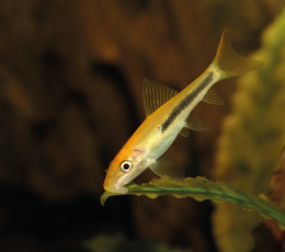 Přísavka thajská zlatá - Gyrinocheilus aymonieri gold 4,5cm