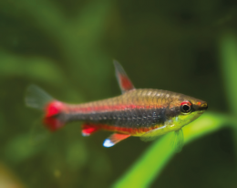Drobnoústka Beckfordova - Nannostomus beckfordi 3cm