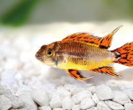 Cichlidka papouščí - Apistogramma cacatuoides orange 4cm