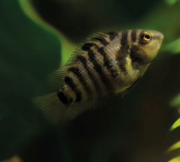 Kančík příčnopruhý - Cichlasoma nigrofasciatum 4,5cm