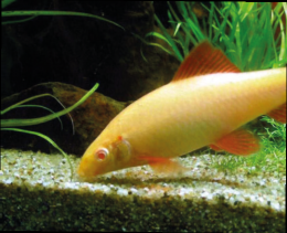 Parmička červenoploutvá albín - Labeo frenatus albin 4,5cm