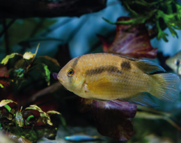 Akara hnědá - Aequidens maroni 4,5cm