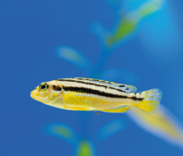Tlamovec pestrý - Melanochromis auratus