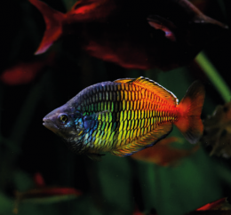 Gavůnek Boesmanův - Melanotaenia boesemani 5,5cm