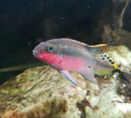 Pestřenec červený - Pelvicachromis pulcher 4,5cm