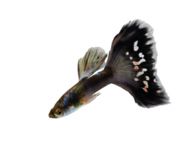Paví očko černé - Poecilia ret. Black samec 3cm