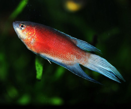 Rájovec rudý - Macropodus opercularis red 4,5cm