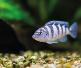 Tlamovec příčnopruhý - Pseuodotropheus zebra
