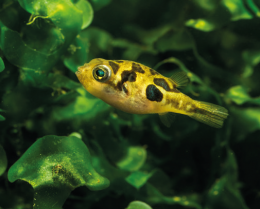 Čtverzubec trpasličí - Carinotetraodon travancor