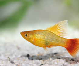Plata skvrnitá Hi-Fin - Xiphophorus maculatus hi - fin