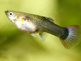 Paví očko černé - Poecilia ret. Female Black samice 3cm