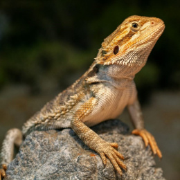 Agama vousatá