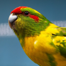 Kakariki