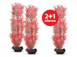 Rostlina Tetra Foxtail Red M 23cm 2+1 zdarma