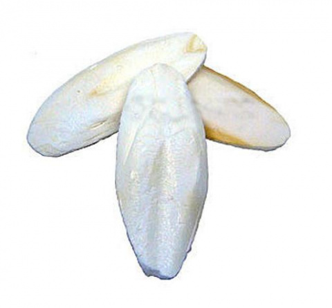 Sēpija putniem - TRIXIE Cuttle Fish Bone, 1 gab.