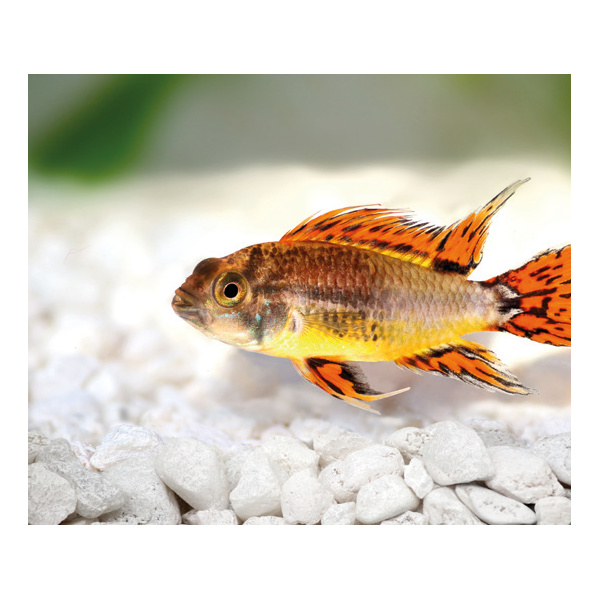 Cichlidka papouščí - Apistogramma cacatuoides orange 4cm