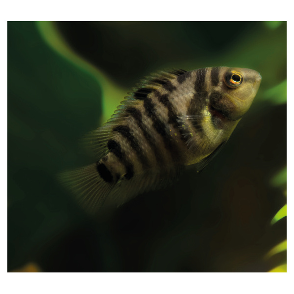 Kančík příčnopruhý - Cichlasoma nigrofasciatum 4,5cm