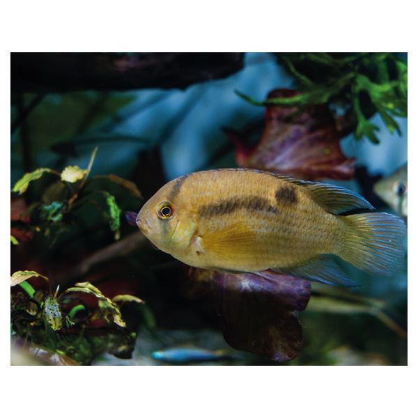 Akara hnědá - Aequidens maroni 4,5cm