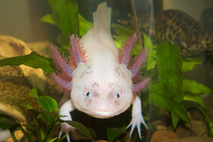 Axolotl mexický, neobvyklý mazlíček do akvária title=
